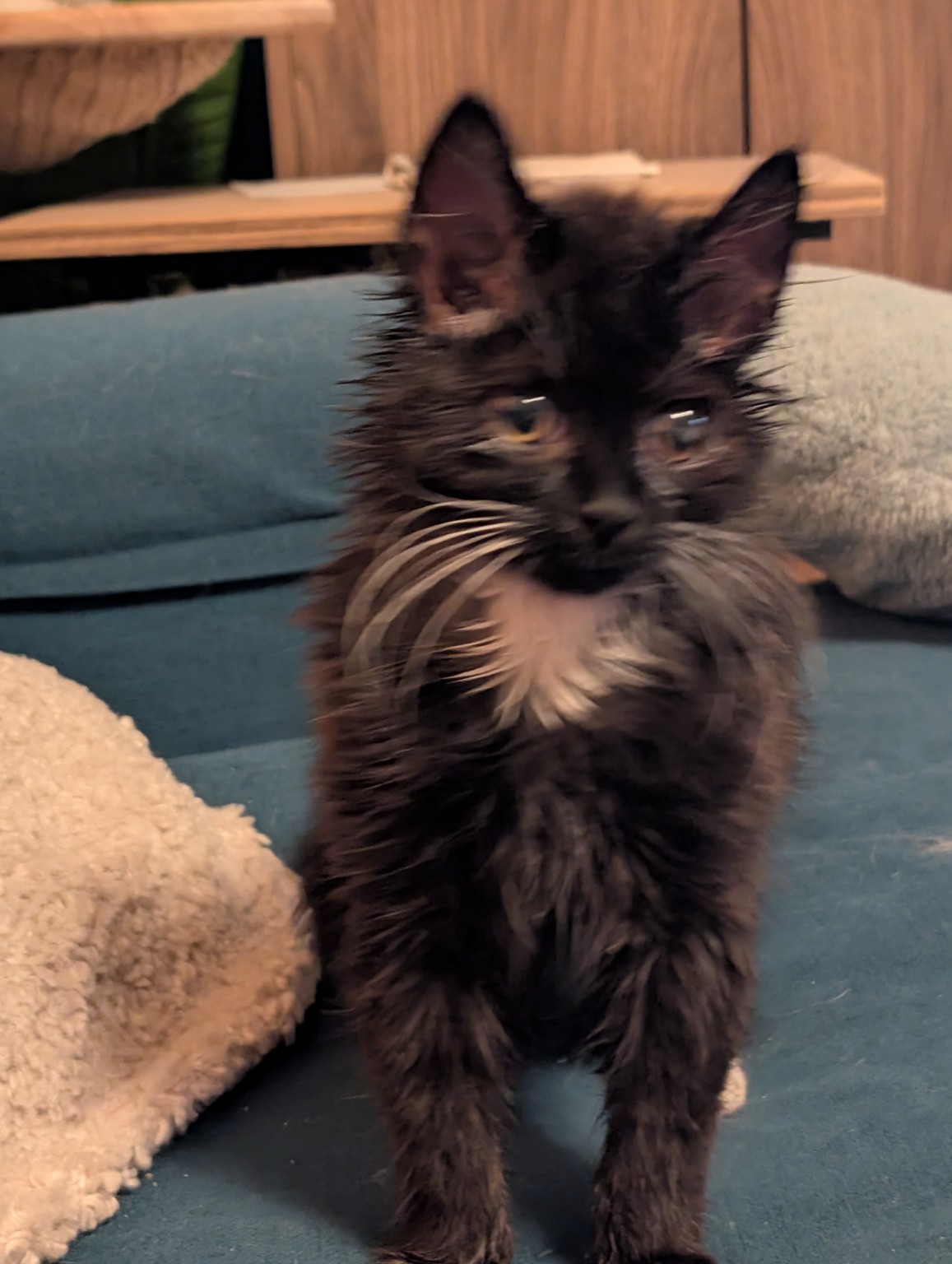 Schwarzes langhaariges Katzenkind